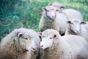 fünf weiße Schafe auf grünem Land. fünf weiße Schafe auf grünem Land.